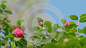 Beautiful Flowers. Pink Camellia Or Camellia Japonica Flower Blooming In Garden.