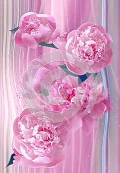 Beautiful flowers of pink peonies close-up with vertical stripes