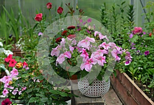 Beautiful flowers of pink petunia in pot in greenhouse. Vintage home garden and planting objects, botanical still life with summer