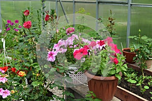 Beautiful flowers of pink petunia and rose in pots in greenhouse. Vintage home garden and planting objects, botanical still life