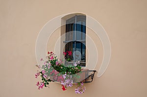 Beautiful flowers of pink rose behind window on old classic brown wall in Italian traditional style, Tuscany