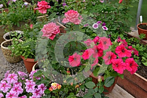 Beautiful flowers of pink rose and petunia in greenhouse. Vintage home garden and planting objects, botanical still life with