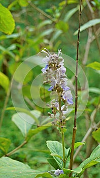 Beautiful flowers of plant Rotheca serrate known as blue fountain bush. Plant located in Madiwala lake, Bangalore