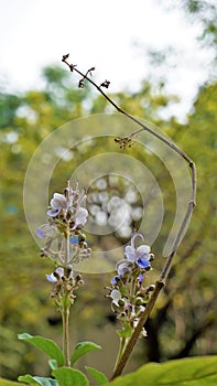 Beautiful flowers of plant Rotheca serrate known as blue fountain bush. Plant located in Madiwala lake, Bangalore