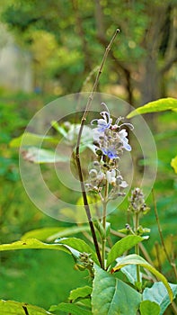 Beautiful flowers of plant Rotheca serrate known as blue fountain bush. Plant located in Madiwala lake, Bangalore photo