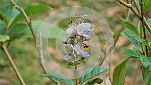 Beautiful flowers of plant Rotheca serrate known as blue fountain bush. Plant located in Madiwala lake, Bangalore photo