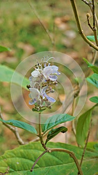 Beautiful flowers of plant Rotheca serrate known as blue fountain bush. Plant located in Madiwala lake, Bangalore photo