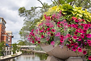 Beautiful Flowers in a Planter along the Naperville Riverwalk in Downtown Naperville Illinois