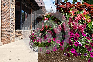 Beautiful Flowers in a Planter along a Sidewalk in Downtown Naperville Illinois during Summer