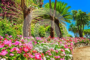 Beautiful flowers,plants and trees,Rufolo garden,Ravello,Italy,Europe photo
