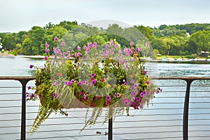 Beautiful flowers in the pot at waterfront walkway