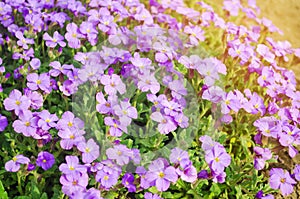 Beautiful flowers Purple Aubrieta in a sunny garden. Aubrieta Deltoidea. Spring Flower. Soft selective focus photo