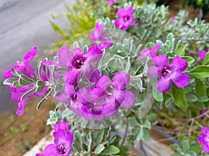 Beautiful flowers of purple sage (Leucophyllum frutescens)