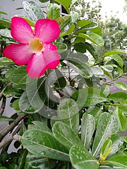beautiful flowers when the rainy season arrives