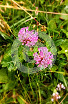 Beautiful flowers of Red Clover, Trifolium Pratense photo