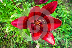 Beautiful flowers of red lilies in the garden. Rain drops on lily flower