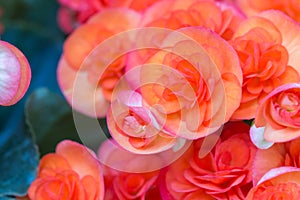 Beautiful flowers of red-orange tuberous begonia.