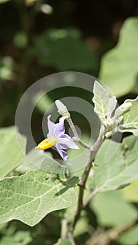 Beautiful flowers of Red Pea Eggplant. Botanical name is Solanum trilobatum