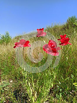 Beautiful flowers of red poppies bloom in the field