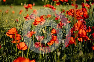 Beautiful flowers red poppies blossom, wild field at sunset, selective focus, soft light, light of setting sun, Close-up of