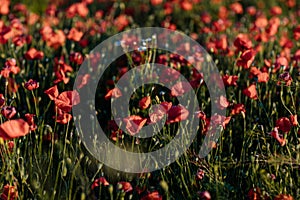 Beautiful flowers red poppies blossom, wild field at sunset, selective focus, soft light, light of setting sun, Close-up of