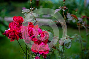 Beautiful flowers of a red rose (Rosa Chinensis) for a holiday, close-up, blurred green background. Natural garden