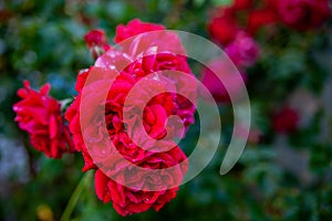 Beautiful flowers of a red rose (Rosa Chinensis) for a holiday, close-up, blurred green background. Natural pattern