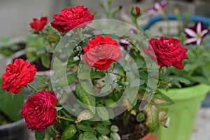 Beautiful flowers of red roses in pot in greenhouse. Vintage home garden and planting objects, botanical still life with summer