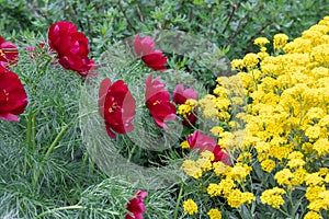 Beautiful flowers of red thin leaved peony and yellow mountain alyssum.