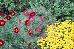 Beautiful flowers of red thin leaved peony and yellow mountain alyssum.