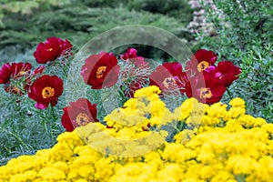 Beautiful flowers of red thin leaved peony and yellow mountain alyssum.