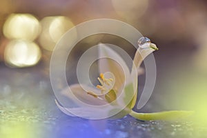 Beautiful flowers reflected in the water,artistic concept.Tranquil abstract closeup art photography.Floral fantasy design.