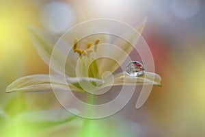 Beautiful flowers reflected in the water,artistic concept.Tranquil abstract closeup art photography.Floral fantasy design.