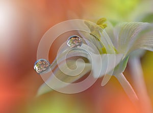 Beautiful flowers reflected in the water,artistic concept.Tranquil abstract closeup art photography.Floral fantasy design.