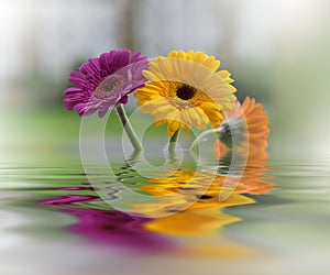 Beautiful flowers reflected in the water, spa concept.Tranquil abstract closeup art photography.Floral fantasy design.Nature, web.