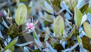 Beautiful flowers of Rose Myrtle tree Rhodomyrtus tomentosa aka Seeta-pera in Sinhala, Native. An ornamental tree grows above