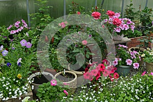 Beautiful flowers of rose and petunia in greenhouse. Vintage home garden and planting objects, botanical still life with summer