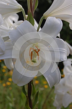 Lily is a symbolic and beautiful plant photo