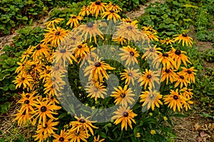 Beautiful flowers of rudbeckia