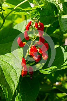 Beautiful flowers of Runner Bean Plant Phaseolus coccineus growing in the garden