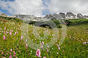 Beautiful Flowers at San Pellegrino pass in the Dolomites in the Val di Fiemme, Trento