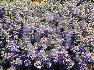 Beautiful flowers of Scaevola Aemula in the park.