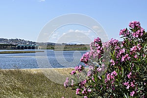 Beautiful flowers by the sea