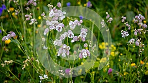 The beautiful flowers of the silene vulgaris also known as bladder campion or maidenstears