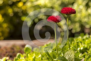 Two red garden daisies on a tiny flower bed .