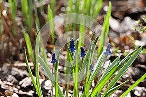 Beautiful flowers with a small longitudinal head, purple petals.