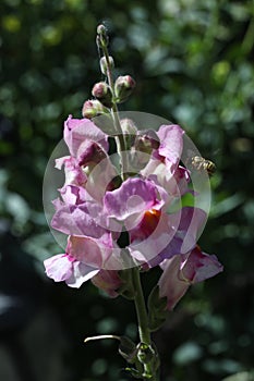 bee on the rue flower photo