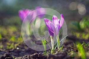 Beautiful flowers of soft purple crocuses are illuminated by the rays of the sun