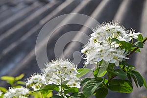 Beautiful flowers spirea close-up