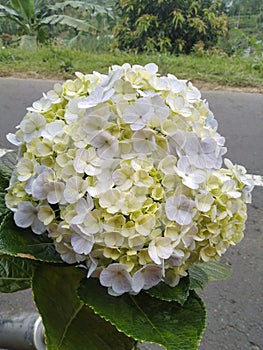 Beautiful flowers from Sumbing mountain, Mangli, Magelang district.